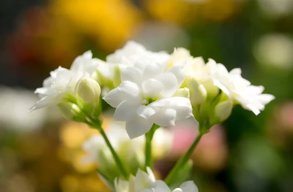 Close-up of white kalanchoe flowers.The small flowers are purity and clean on blurred background.