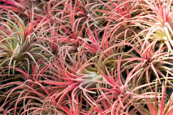 美しい赤いチランジアのクローズアップの葉 観賞用植物は庭の装飾に使用します 背景の赤ブロメリアドの縞模様 — ストック写真