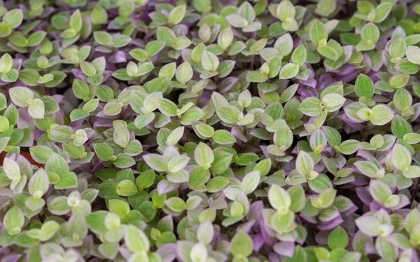 小さな紫色の地面カバー植物のクローズアップ 小さな紫色の葉植物の自然な背景 — ストック写真