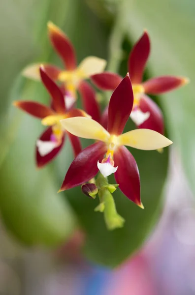 Gros Plan Délicat Bouquet Orchidées Hybrides Rouges Sur Fond Vert — Photo