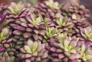 Seçici odak noktası mor ve yeşil renkli renkli sulu bitkiler. (Echeveria / Haworthia Rufescens)