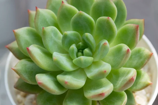 Close Succulent Plants Pastel Green Red Tipped White Flowerpot Echeveria — Stock Photo, Image