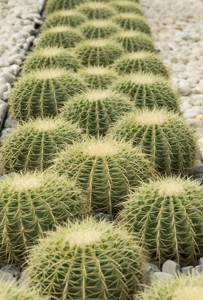 File Ravvicinati Succulenti Cactus Giardino Bellissimo Cactus Grande Con Forma — Foto Stock