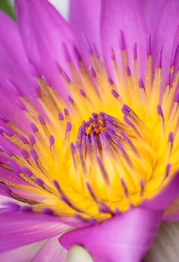 Tek bir mor nilüfer çiçeğinin güzel sarı poleninin yakın çekimi 