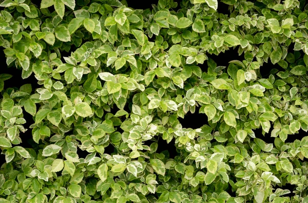 Fond Naturel Groupe Feuilles Vertes Dans Jardin Sur Fond Mur — Photo