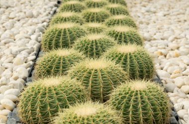 Bahçede beyaz taşlarla süslenmiş yuvarlak şekilli, sarı dikenli büyük bir sıra sulu kaktüs bitkisi yakın plan. (Echinocactus grusonii)