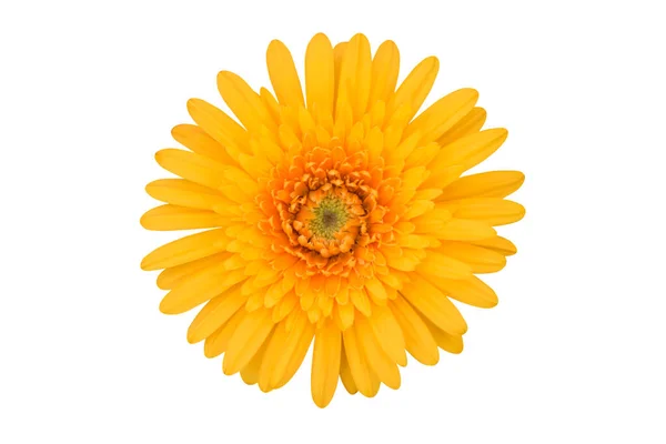 Canlı sarı Gerbera çiçeği, kesme yolu ile izole edilmiş beyaz bir arka planda izole edilmiş. Tasarım için doğada tek bir çiçeğin yakın çekimi.