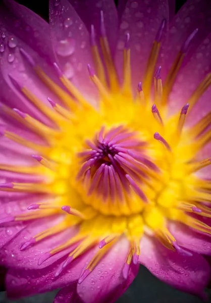 Close-up of beautiful yellow pollen of a single purple lotus flower. Vibrant purple water lily blossoms with water droplets after rain.
