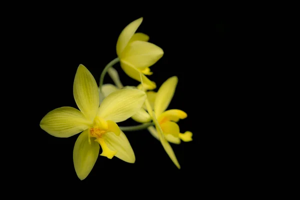 Közelkép Egy Csomó Élénk Sárga Földi Orchidea Virágok Sötét Háttérrel — Stock Fotó