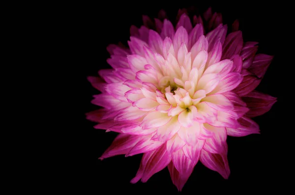 Primer Plano Vibrante Flor Dahlia Rosa Blanca Sobre Fondo Oscuro —  Fotos de Stock