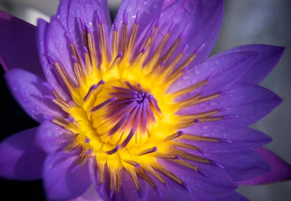 Close-up of beautiful yellow pollen of a single violet lotus flower. Vibrant violet water lily blossoms with water droplets after rain.