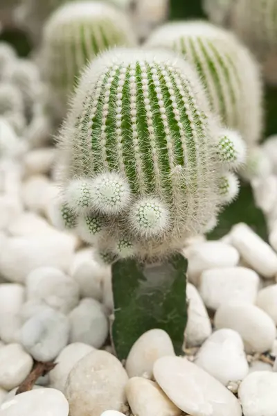 Primo Piano Cactus Succulento Nel Giardino Pietra Bianca Bellissimo Cactus — Foto Stock