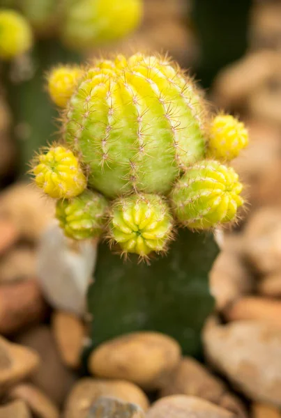 Gruppo Cactus Succulenti Gialli Pietre Giardino Bellissimo Cactus Con Una — Foto Stock
