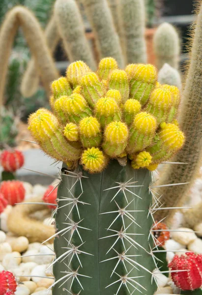 Gruppo Cactus Succulenti Gialli Pietre Giardino Bellissimo Cactus Con Una — Foto Stock