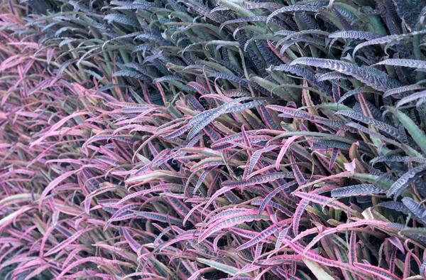 Естественный Фон Красивого Фиолетового Темно Зеленого Криптанта Звезды Земли Растения — стоковое фото