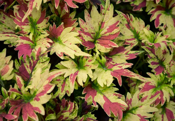 赤や緑の葉の自然な背景 暗い背景と活気のある庭のカラフルな葉のパターンのグループ — ストック写真