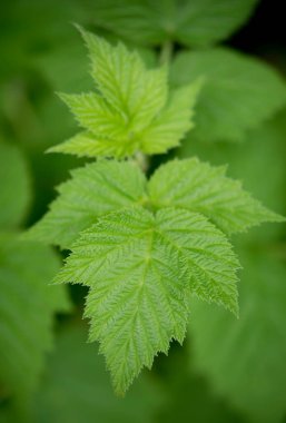 Bahçedeki yeşil yaprakların doğal arka planı..