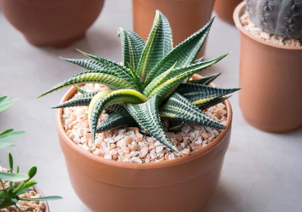 Çiçek saksısında, Peri süpürgesinin yakın çekimi. Oda dekorasyonu için güzel bir kaktüs. (Haworthia Limonlu Marloth)