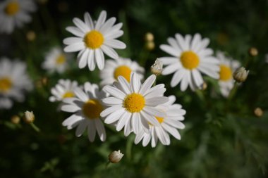 Beyaz ve sarı papatyalardan oluşan neşeli bir demet yakın plan, yaprakları parlak, yumuşak, koyu yeşil arka plan.
