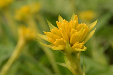 Sivri yaprakları olan canlı sarı bir bromeliad çiçeğinin yakın çekimi, yumuşak yeşil bulanık bir arka plana karşı duruyor..