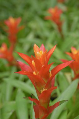 Sivri yapraklı turuncu bir bromeliad çiçeğinin yakın çekimi ve parlak sarı bir merkez, yumuşak yeşil bulanık bir arka plana karşı duruyor..