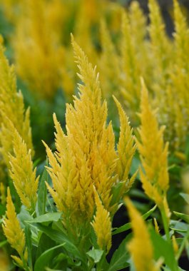 Sivri uçlu sarı selosya çiçekleri, horoz ibiği olarak da bilinir, ayırt edici tüylü dokuları ve dik kuleleriyle, bulanık bir arkaplana karşı dururlar..