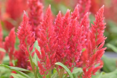 Sivri kırmızı selezya çiçekleri, horoz ibiği olarak da bilinir, ayırt edici tüylü dokuları ve dik kuleleriyle, bulanık bir arka plan karşısında duran.