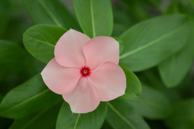 Yakın plan çekimde saf, yumuşak, pembe Madagaskar menekşe çiçekleri canlı pembe merkezli, koyu, yemyeşil yapraklı arka planda yer alır..
