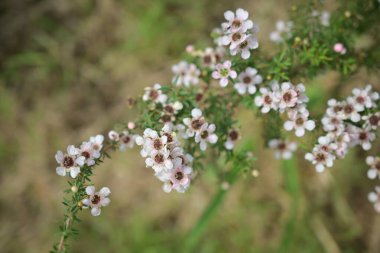 İnce yeşil kökler üzerinde açan narin pembe ve beyaz balmumu çiçeklerin yakın plan çekimi, yumuşak bulanık arka plan.