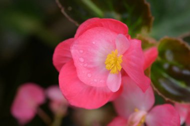 Yumuşak taç yaprakları ve sarı merkezli parlak pembe bir begonya çiçeğinin yakın plan çekimi, arka planda yemyeşil yapraklar üzerine kuruludur..