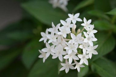 Arkaplanda yıldız şeklindeki taç yaprakları ve yeşil yapraklarla çiçeklenmiş yumuşak beyaz Pentas çiçekleri..