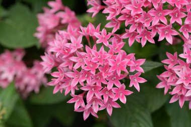 Pembe Pentas çiçeklerinden oluşan parlak bir demet çiçek, yıldız şeklinde yapraklar ve arka planda yeşil yapraklar..