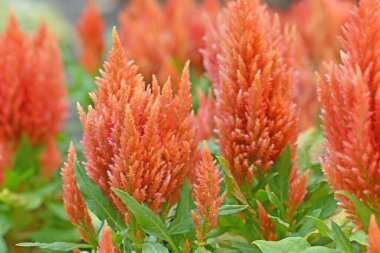 Sivri turuncu çelenk çiçekleri, horoz ibiği olarak da bilinir, ayırt edici tüylü dokuları ve dik kuleleriyle, bulanık bir arkaplana karşı dururlar..