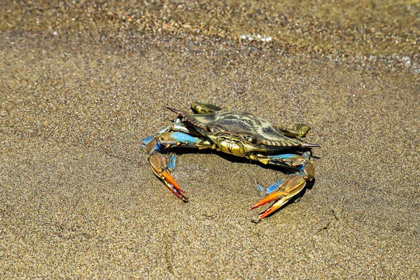 Mavi yengeç büyük pençeleri ile kumsalda oturur