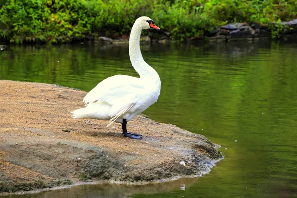 Hermoso Cisne Blanco Está Pie Sobre Una Piedra Sophia Park — Foto de Stock
