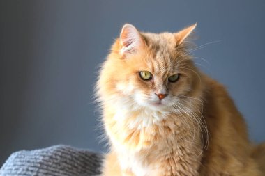 Gri bir arka plan üzerinde oturan büyük bıyıklı güzel kabarık turuncu kedi