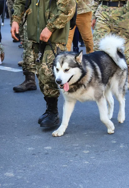 Büyük Bir Gri Beyaz Husky Köpek Sahibiyle Bir Asker Ukrayna — Stok fotoğraf