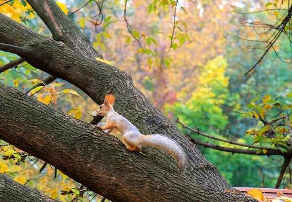 Small Gray Orange Little Squirrel Big Tail Sitting Branch Tree — Stock Photo, Image