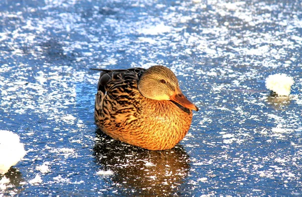 Big Yellow Duck Beautiful Feathers Sits Blue Ice Frozen Lake — Stock Photo, Image