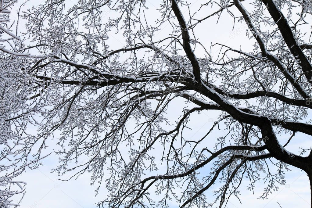 Silhouette of bare tree branches covered with snow and hoarfrost against the blue sky in winter evening