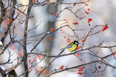 Kar kış manzara parkta. Dal dağ kül kırmızı meyveler ile kışın güzel sarı ve mavi tüyler kuşla baştankara oturur