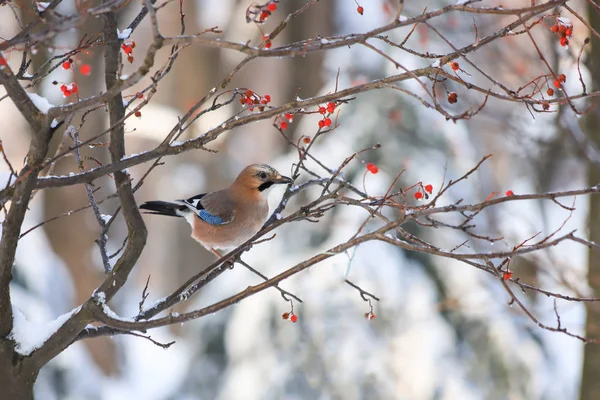 Schneelandschaft Park Schöner Vogelhäher Sitzt Winter Auf Einem Zweig Der — Stockfoto