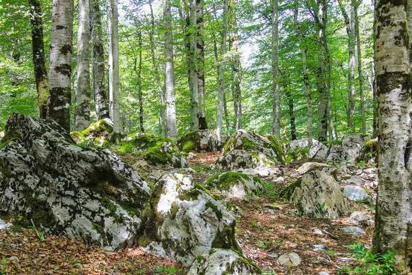 Lesní Krajina Buky Velkými Bílými Kameny Lese Národní Krajiny Přírodního — Stock fotografie