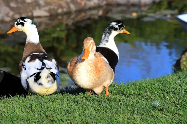 A duck family, a big  drake and a yellow duck are sitting  on a green lawn. Poultry on a farm in the village. Waterfowl birds