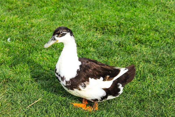 Big Gray White Duck Stands Green Lawn Poultry Farm Village — Stock Photo, Image