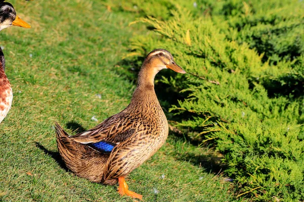 Large yellow  duck is walking on the green lawn. Poultry,  farm in the village. Waterfowl birds