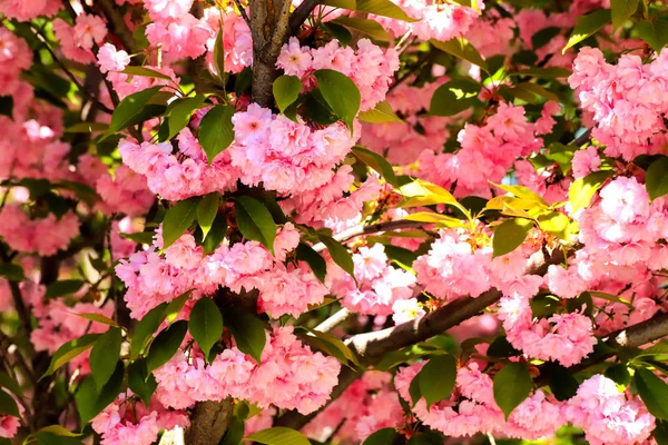 Sakura Flowers Japanese Cherry Blossoms Garden Happy Mothers Day Birthday — Stock Photo, Image