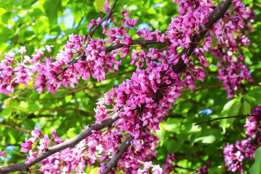 Cercis ağaç çiçekleri bahar bahçe en narin pembe çiçekler. Pembe bir arka plan, yaz hoş geldiniz, hoş geldiniz bahar