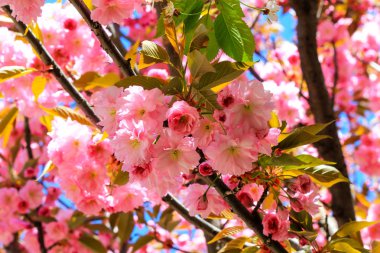  Sakura güzel pembe çiçekler, Japon kiraz, baharda çiçeklenmiş. duvar kağıdı düşürür, mutlu anne günü, pembe arka plan, Doğum günü, aşk.