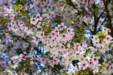 Güzel beyaz ve pembe kiraz çiçekleri ilkbaharda bir ağaç üzerinde açtı. Bahçede kiraz çiçekleri, meyve ağacı
